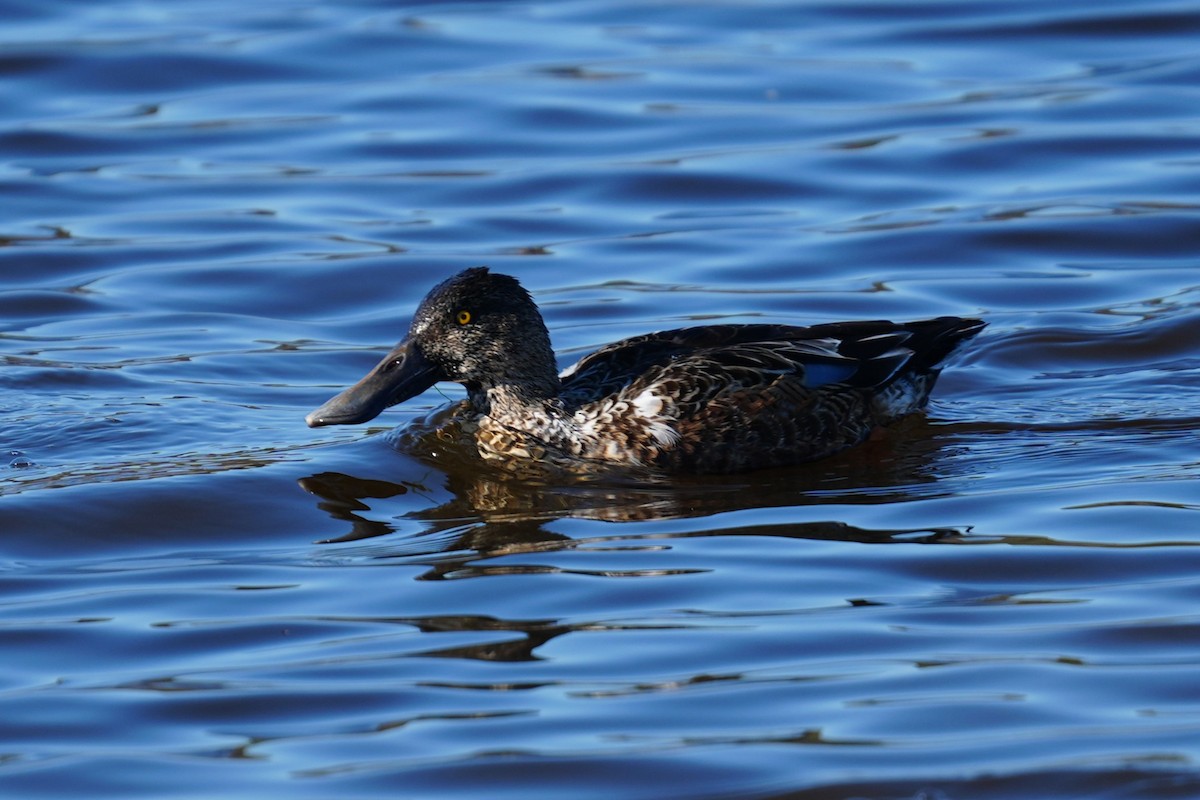 Широконоска - ML646874343