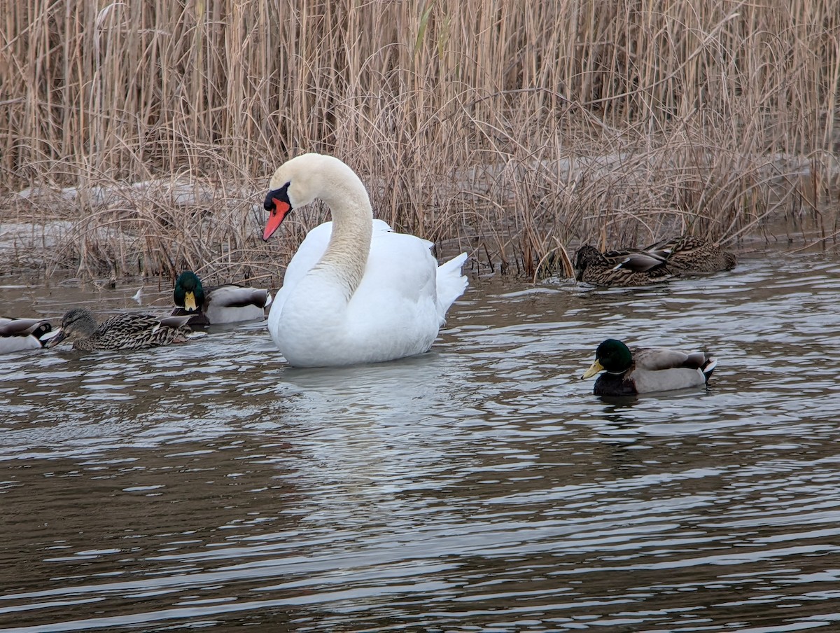 Лебідь-шипун - ML646874344