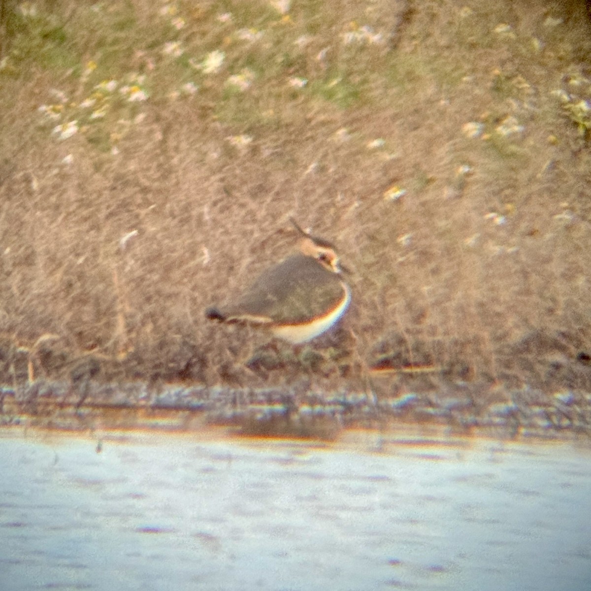 Northern Lapwing - ML646874345