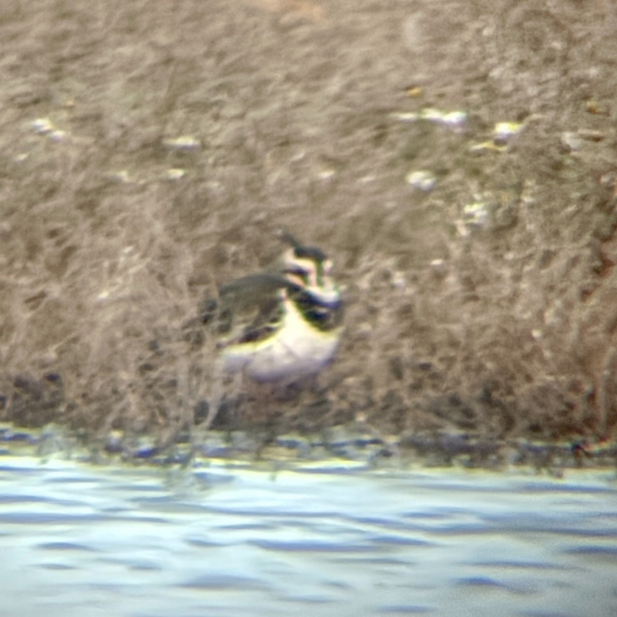Northern Lapwing - ML646874346