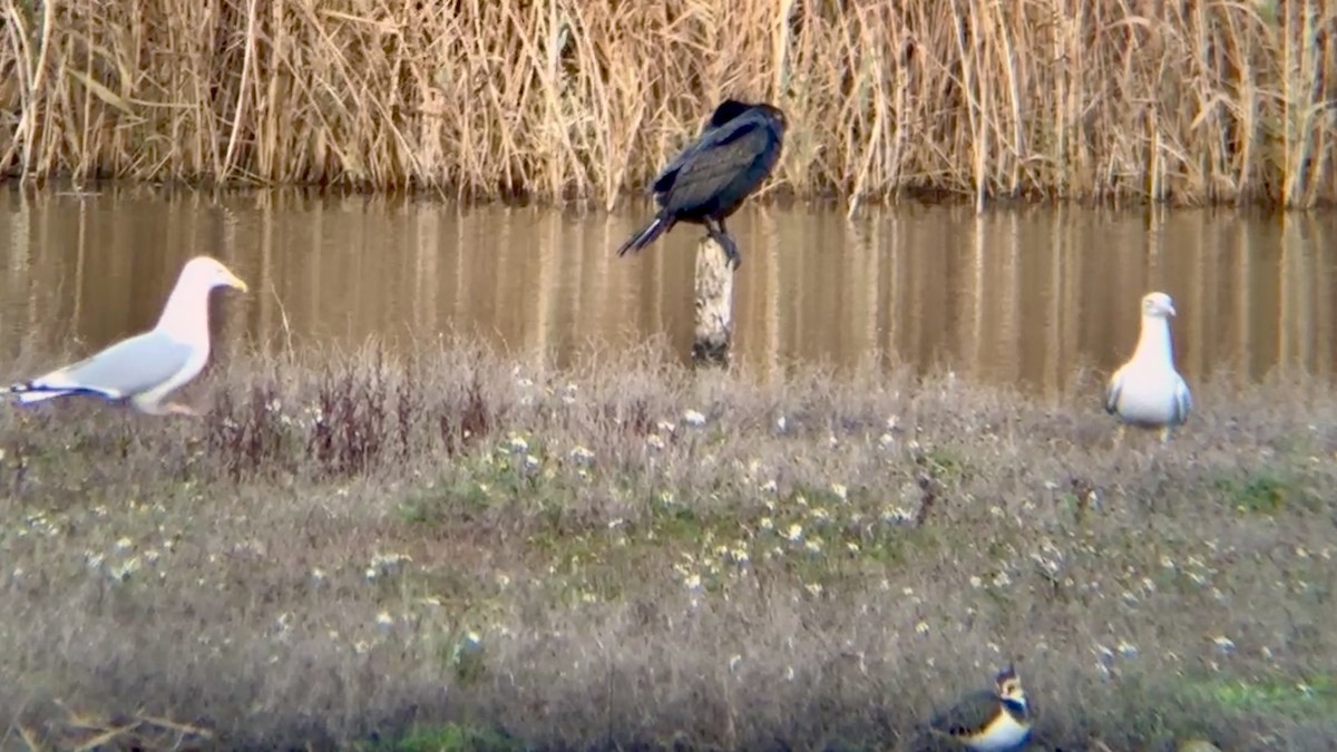 Northern Lapwing - ML646874347