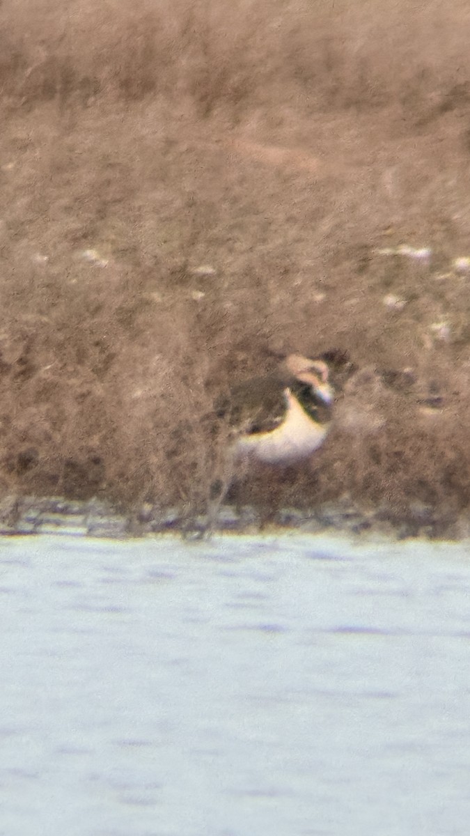 Northern Lapwing - ML646874348