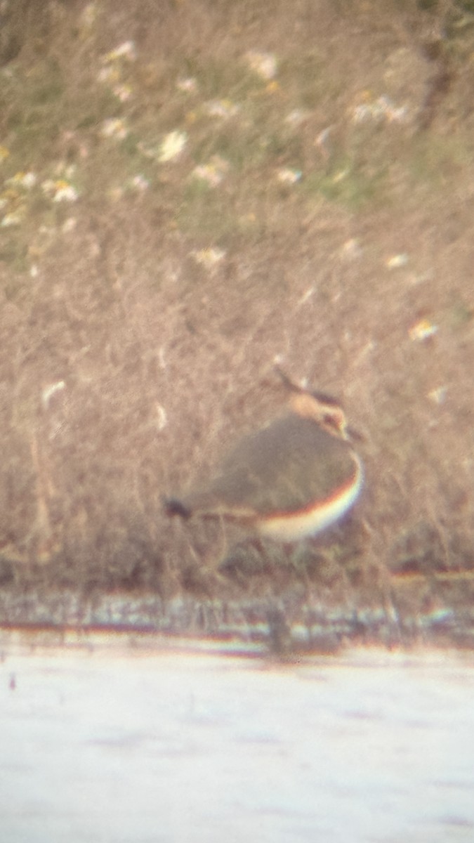 Northern Lapwing - ML646874349