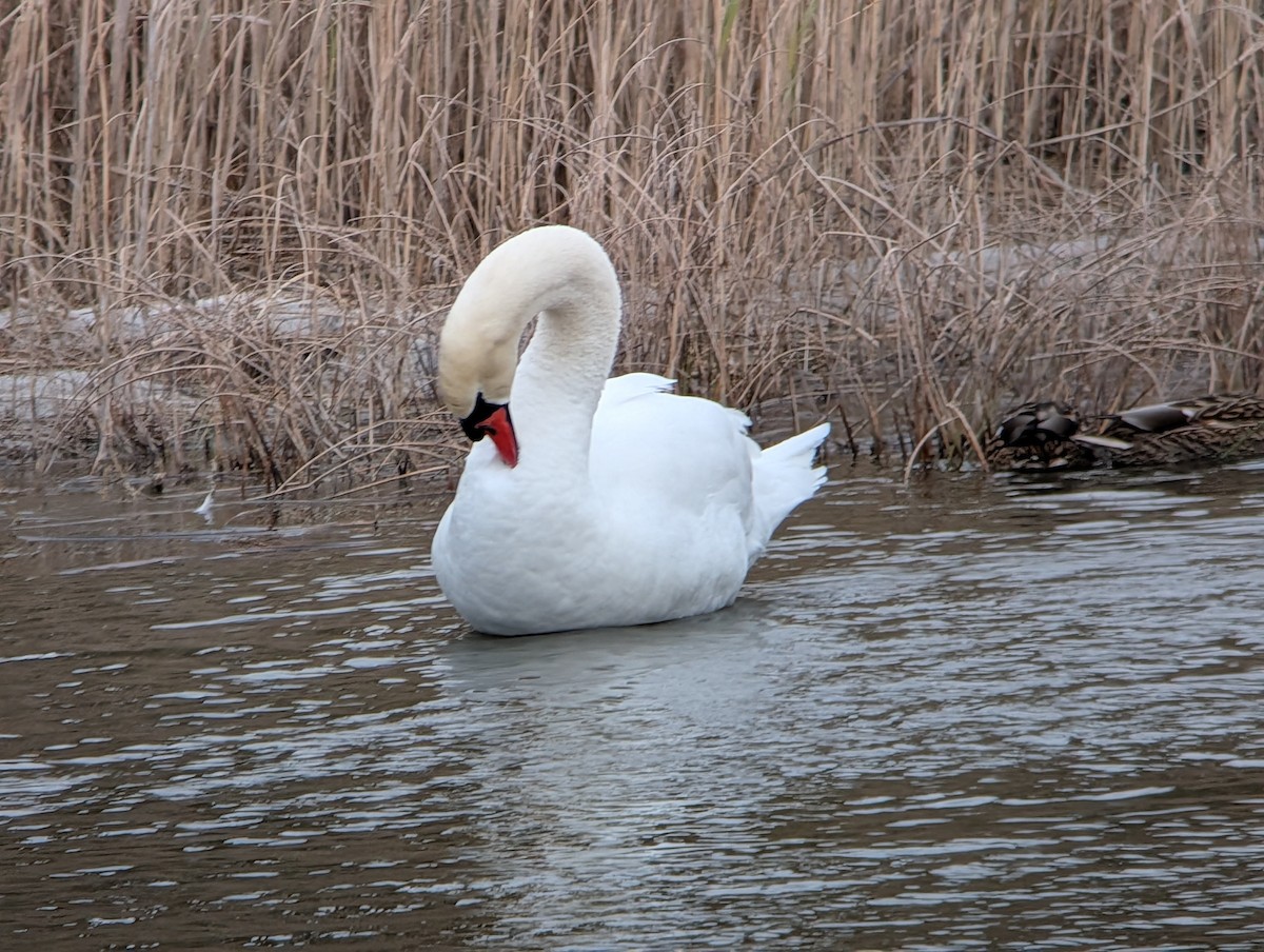 Лебідь-шипун - ML646874350