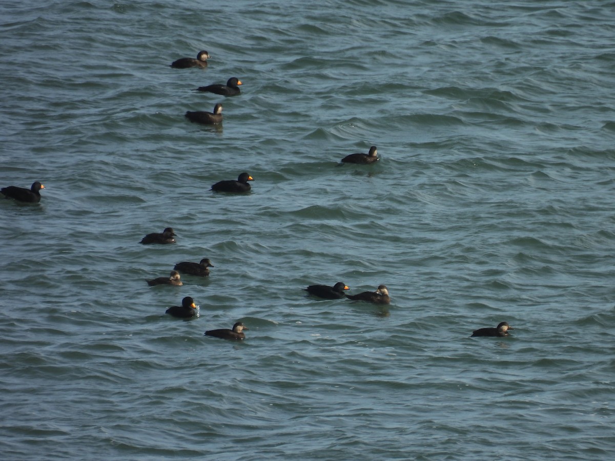 Black Scoter - ML646874351