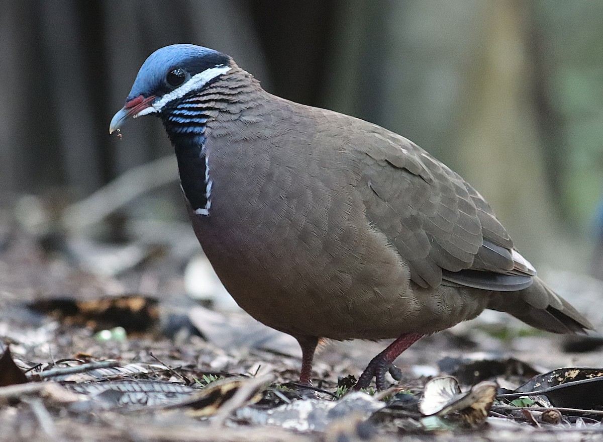 Colombe à tête bleue - ML646874352