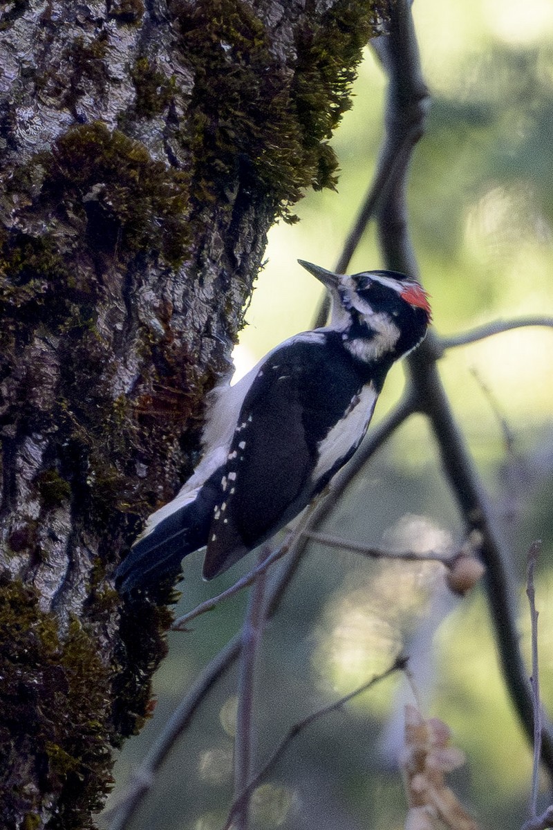 Hairy Woodpecker - ML646874353