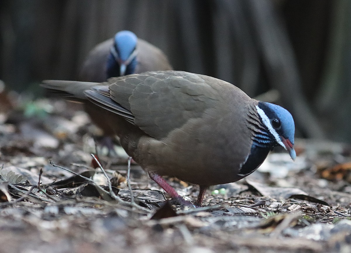 Colombe à tête bleue - ML646874356