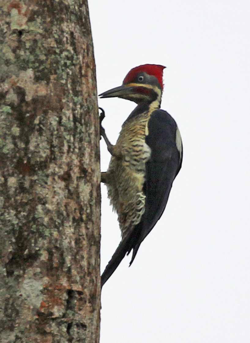 Lineated Woodpecker - ML646874357