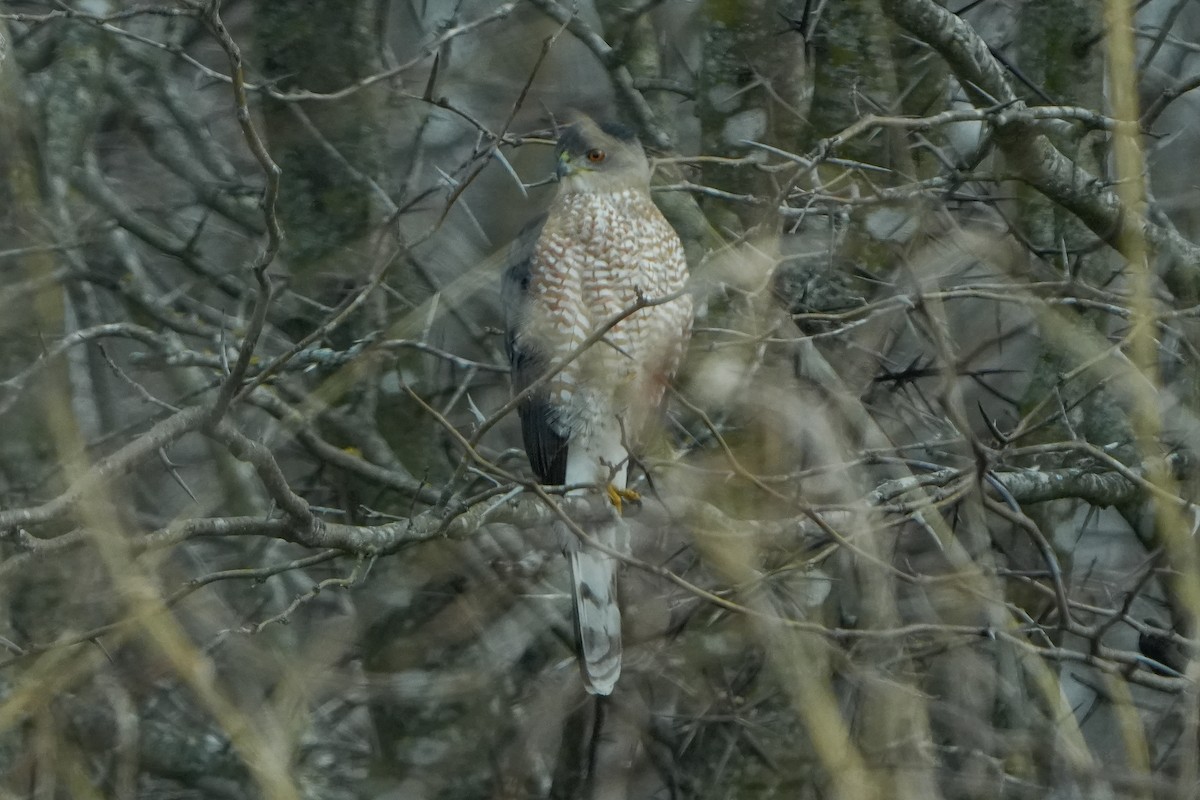 jestřáb americký - ML646874358