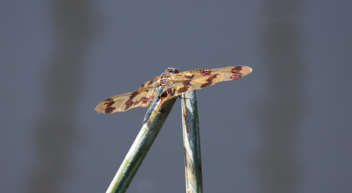 Graphic Flutterer - ML646874359