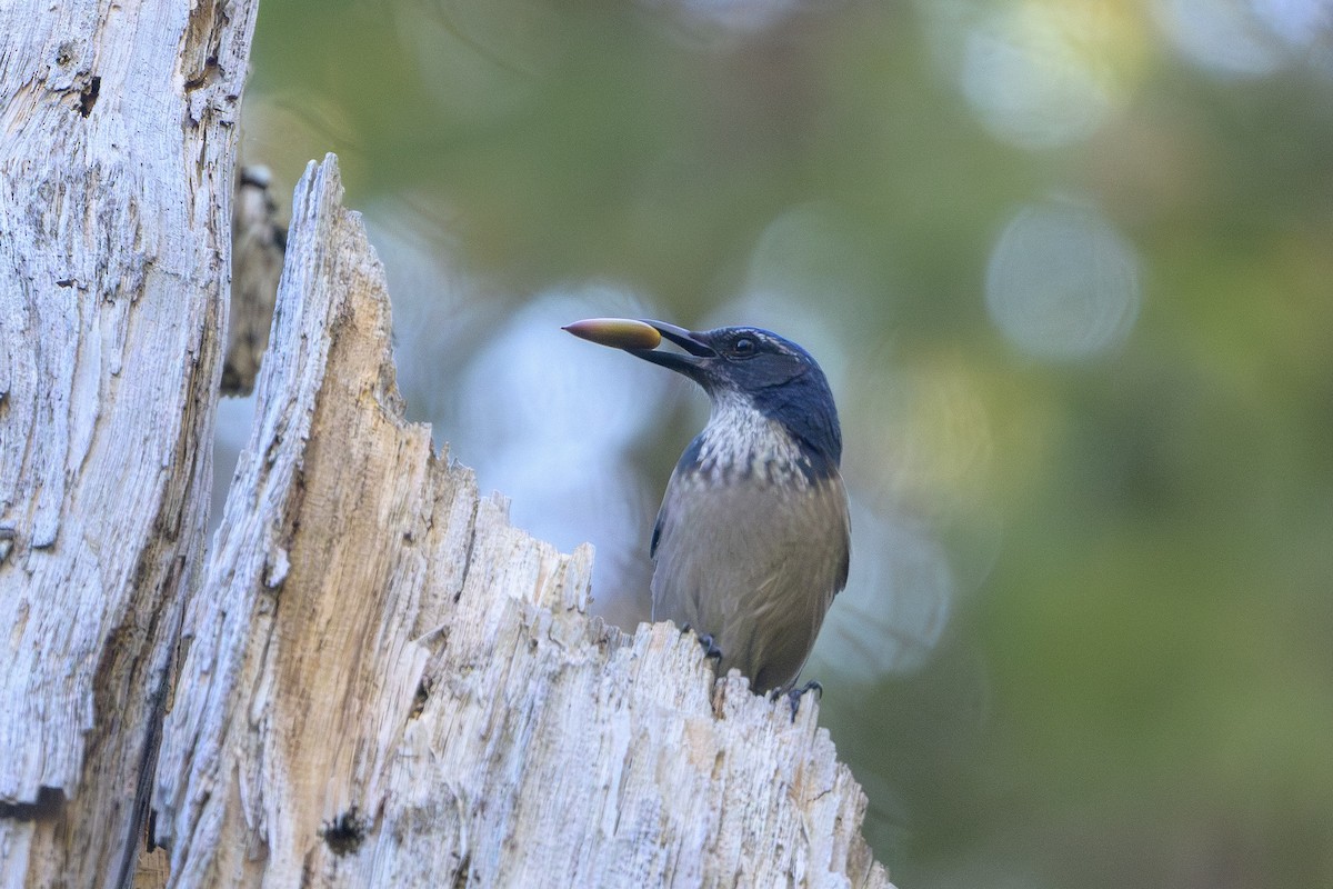 California Scrub-Jay - ML646874360