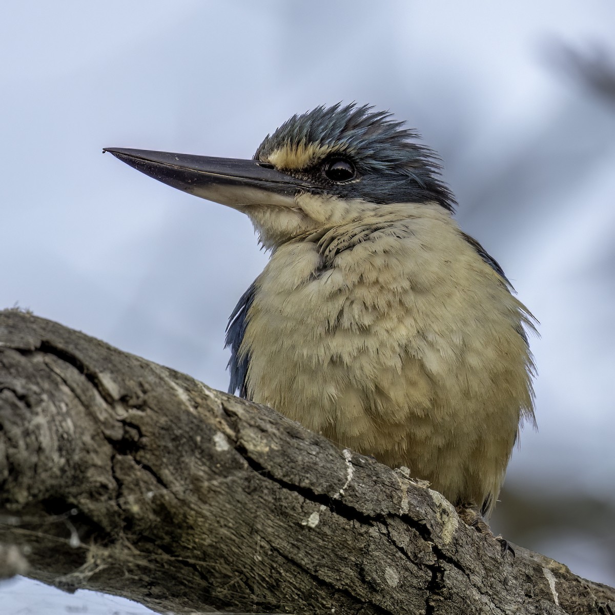 Sacred Kingfisher - ML646874362