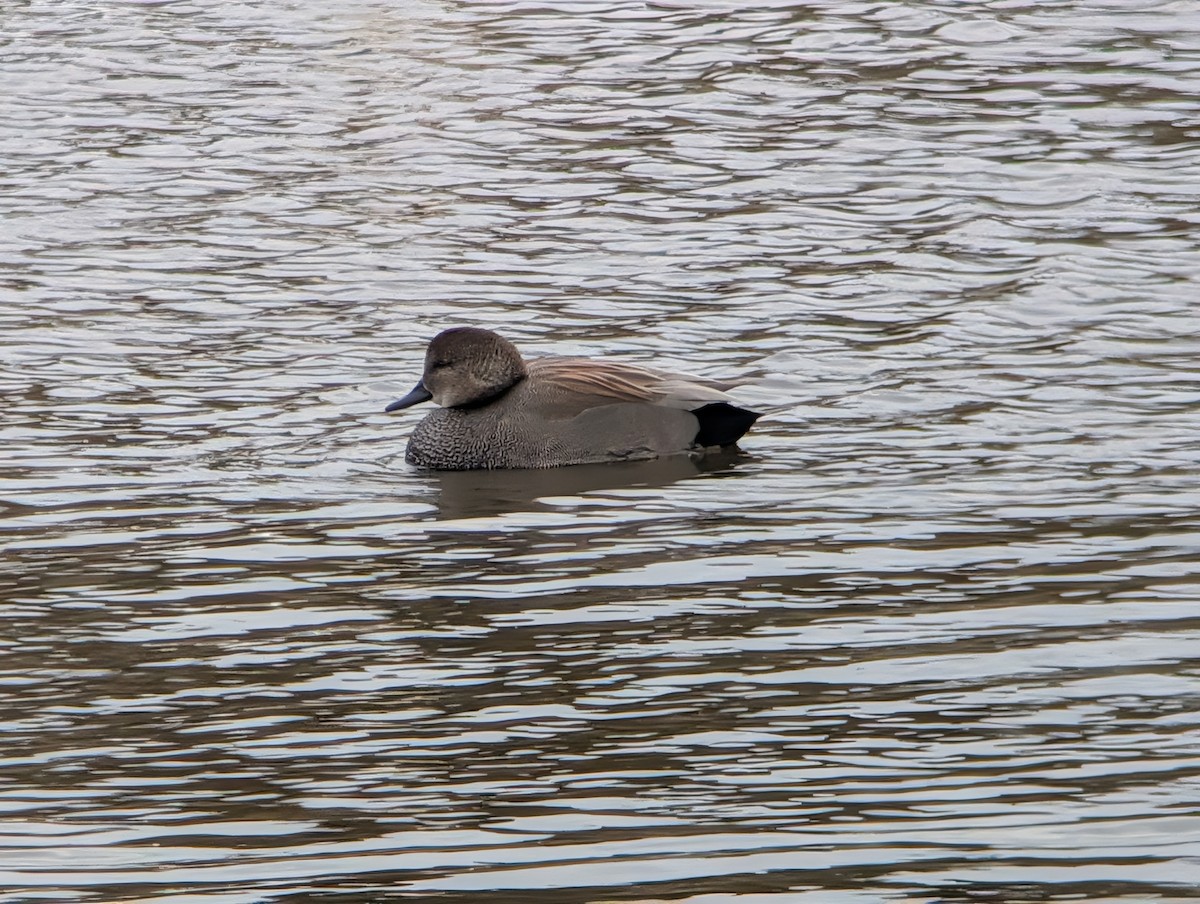 Серая утка - ML646874364