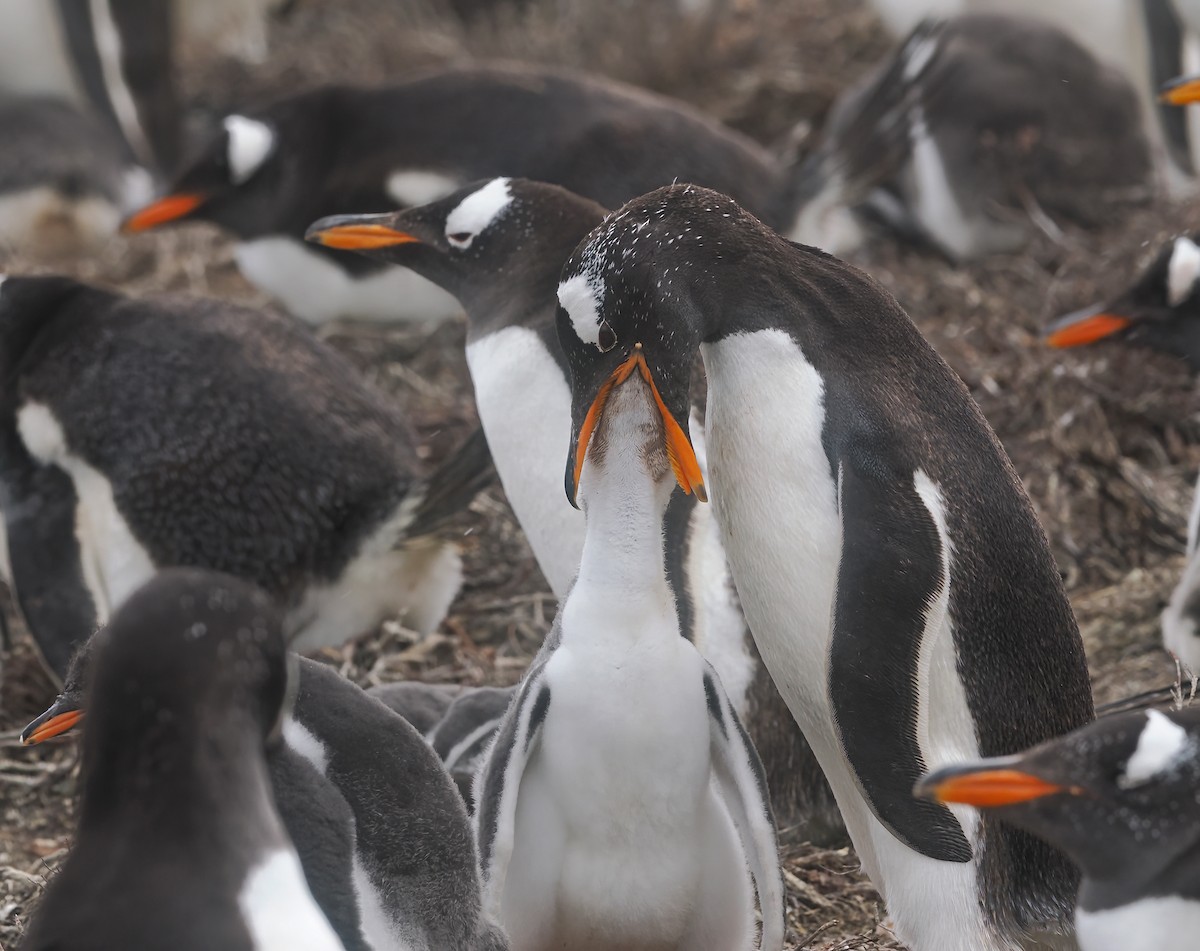 tučňák oslí - ML646874365