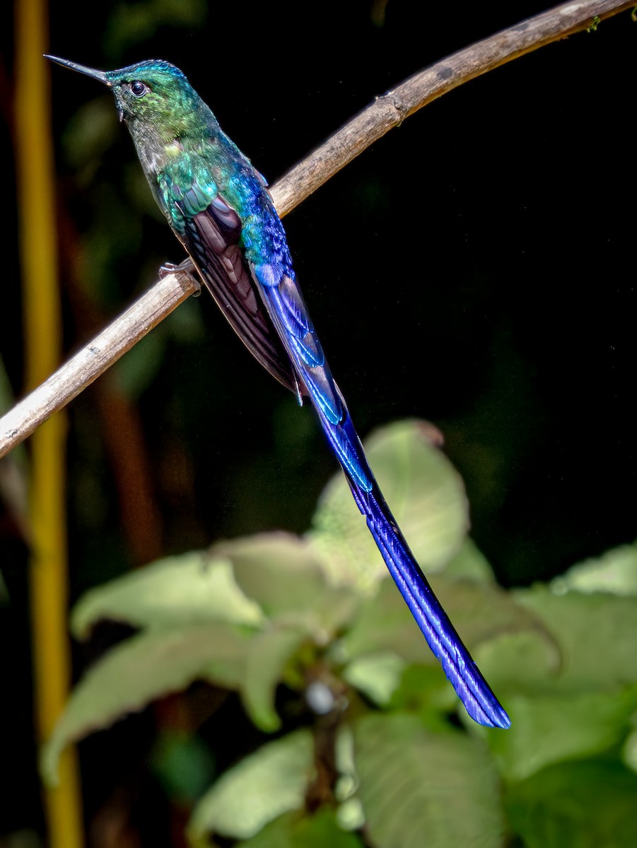 Violet-tailed Sylph - ML646874367