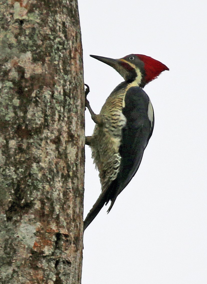 Lineated Woodpecker - ML646874368