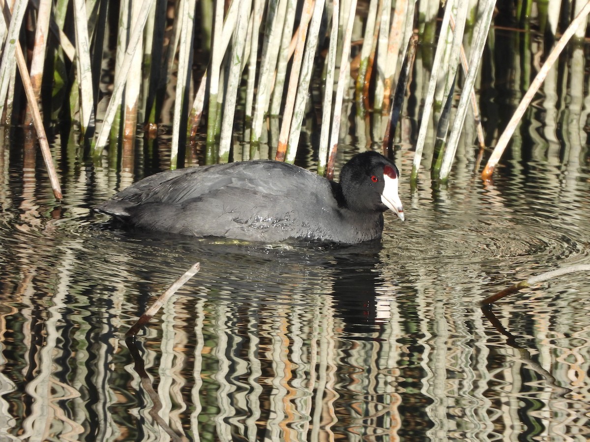 American Coot - ML646874371
