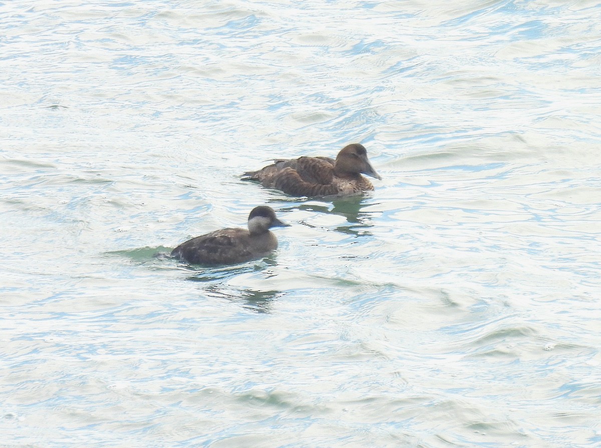 ærfugl - ML646874372