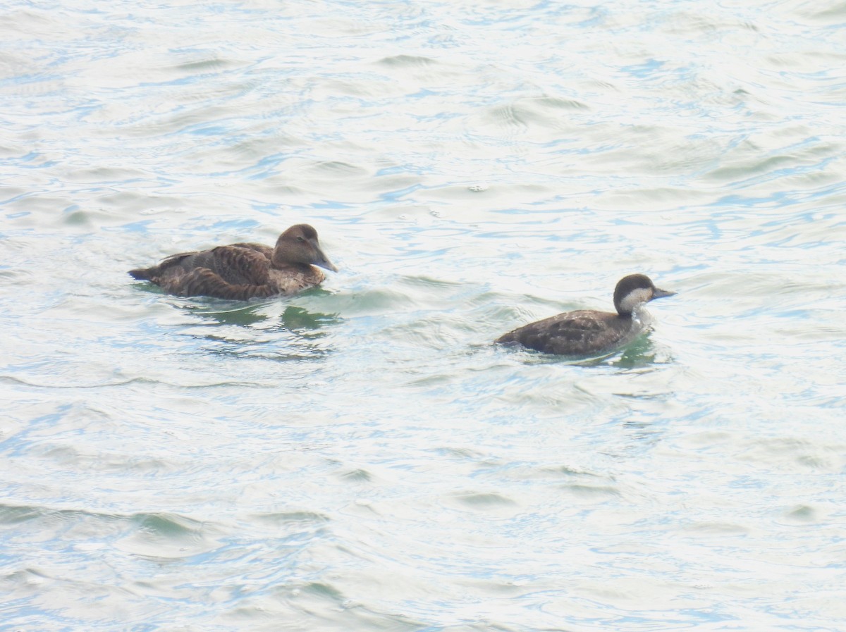 ærfugl - ML646874373