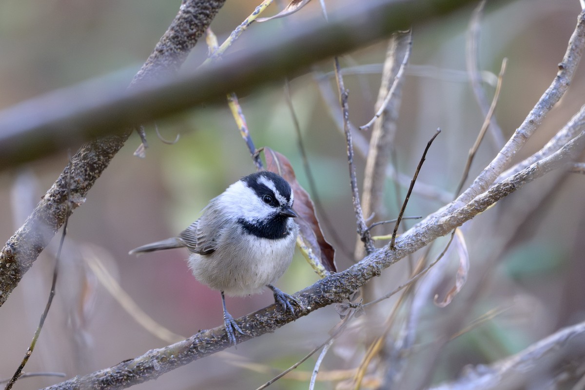 Mountain Chickadee - ML646874374