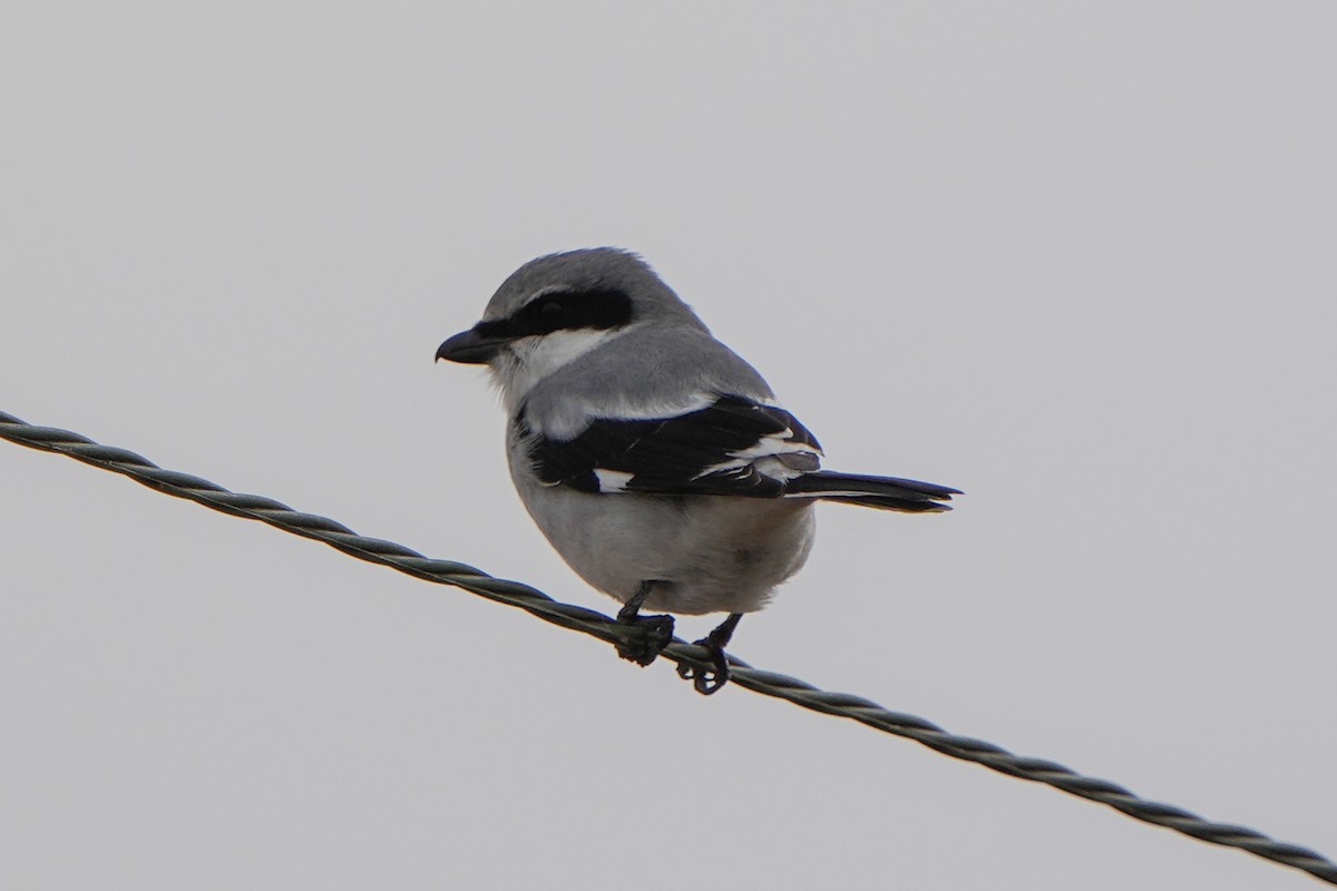Loggerhead Shrike - ML646874375