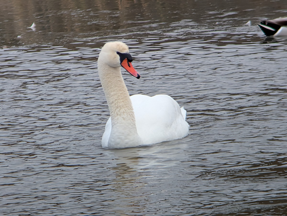 Лебідь-шипун - ML646874376
