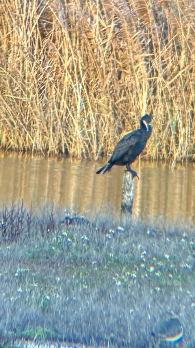 Great Cormorant - ML646874377