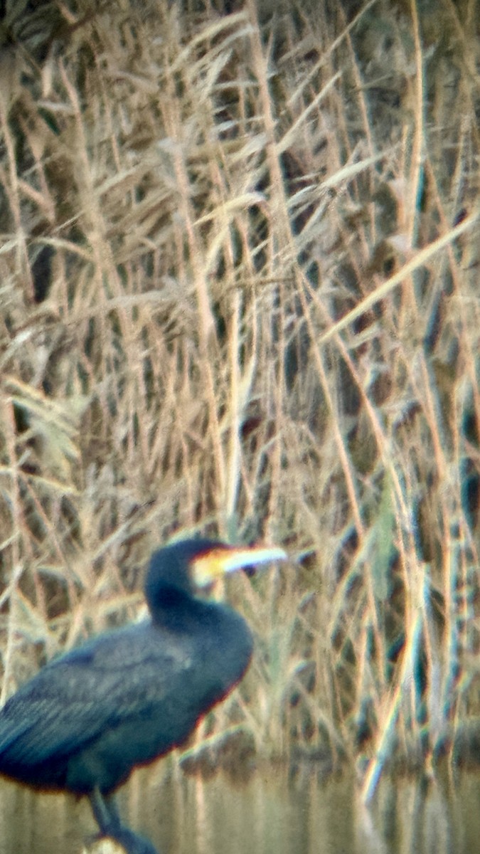 Great Cormorant - ML646874378