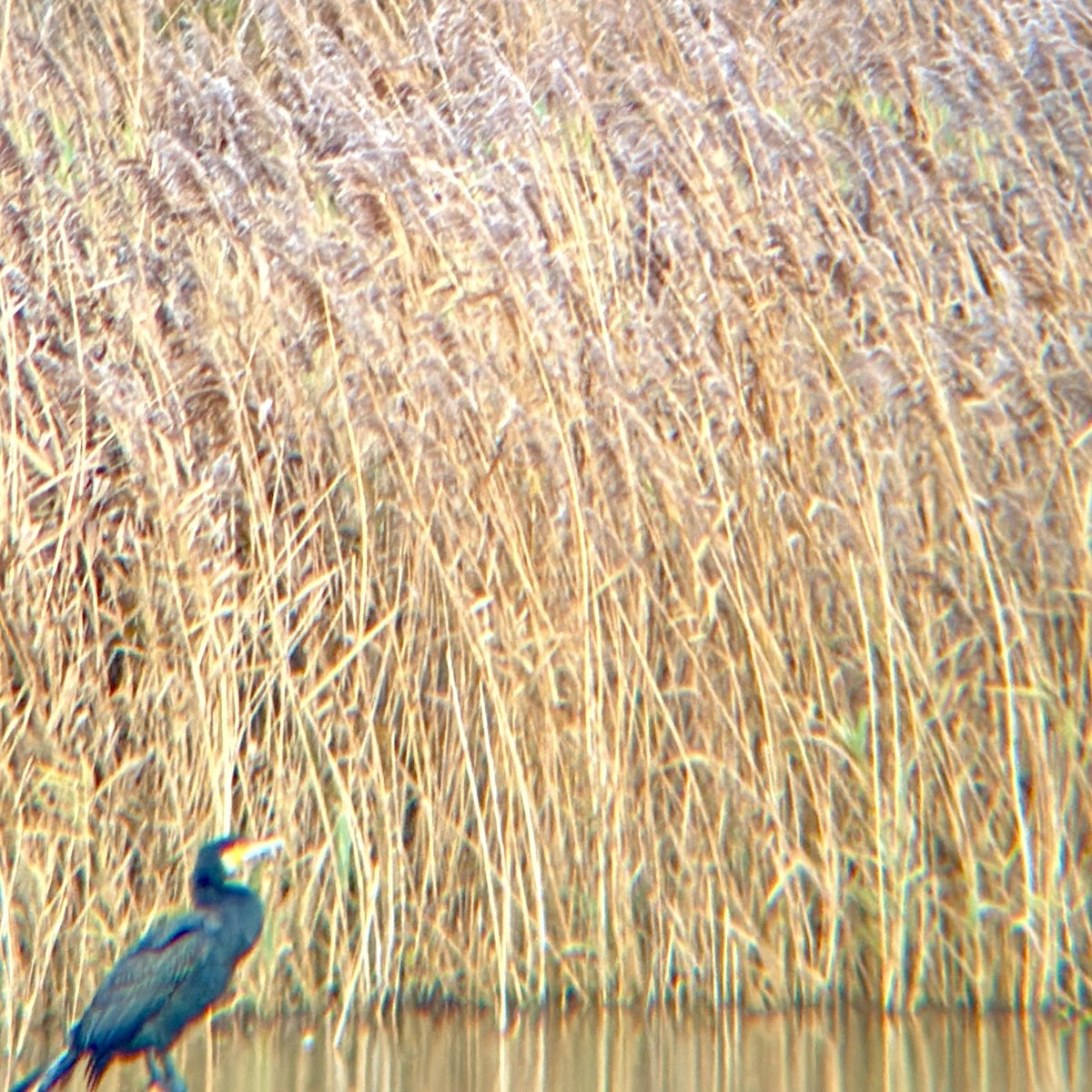 Great Cormorant - ML646874379