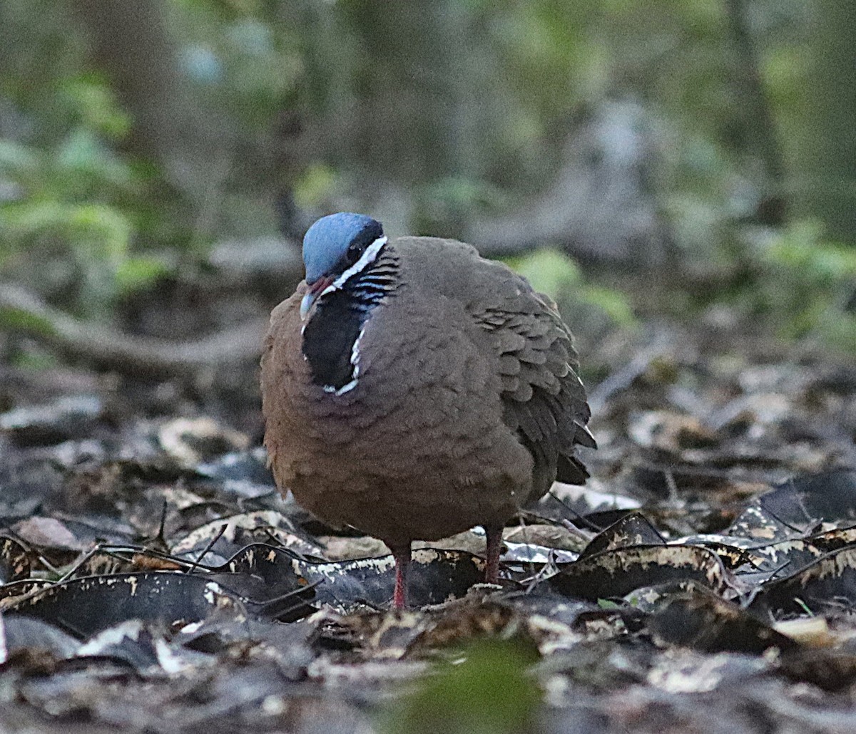 Colombe à tête bleue - ML646874380