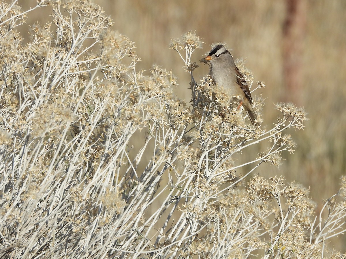 White-crowned Sparrow - ML646874381