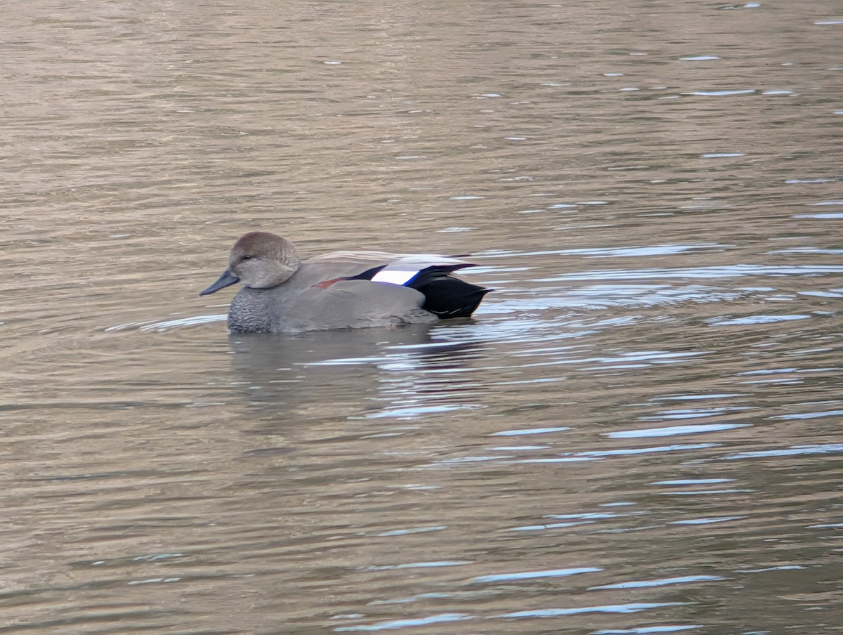 Серая утка - ML646874384