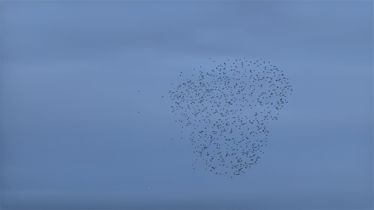 European Starling - ML646874385