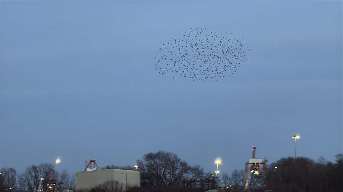 European Starling - ML646874386