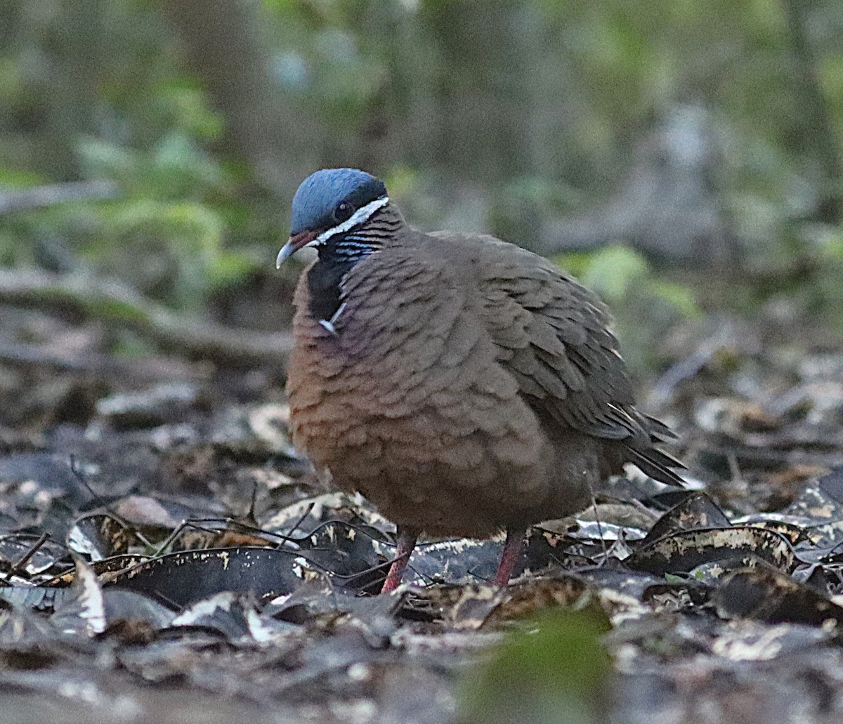 Colombe à tête bleue - ML646874387