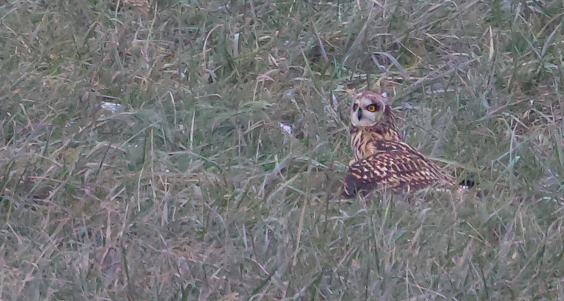 Short-eared Owl - ML646874388
