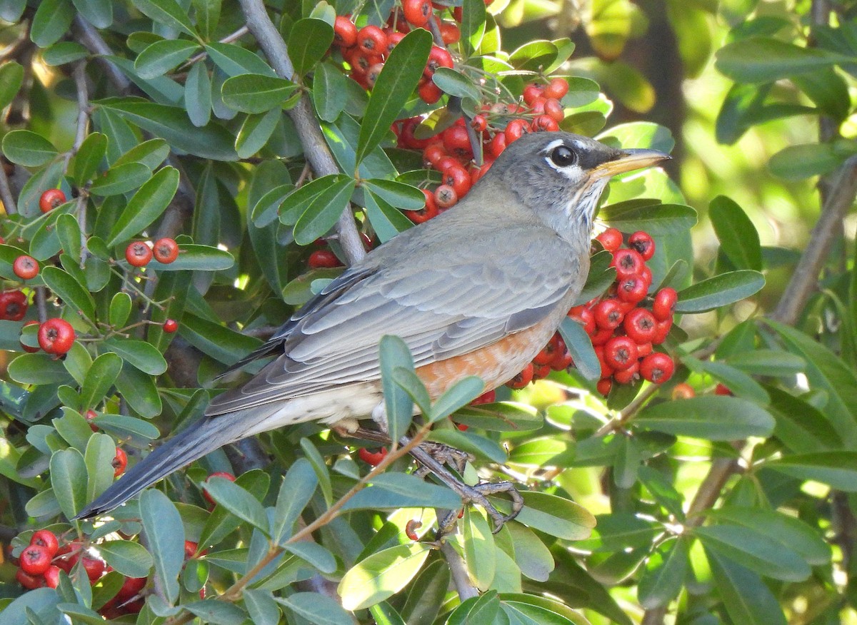 drozd stěhovavý - ML646874390