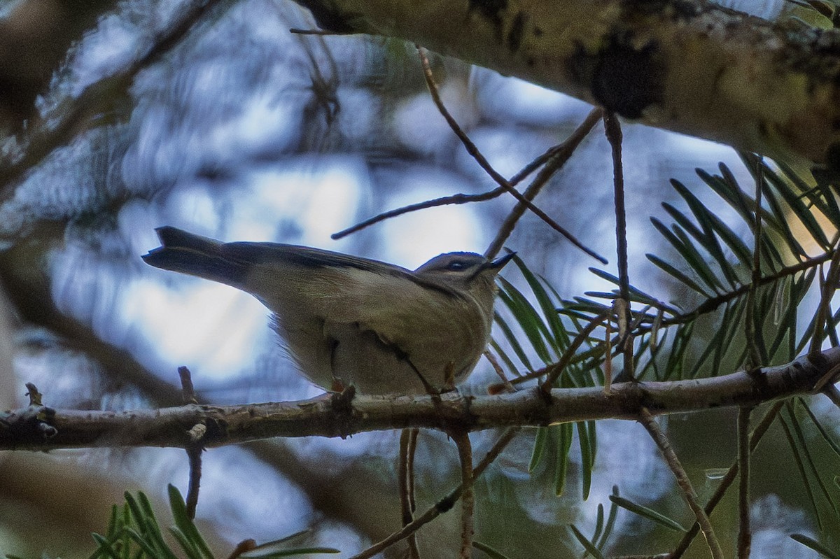 Erregetxo amerikarra - ML646874391