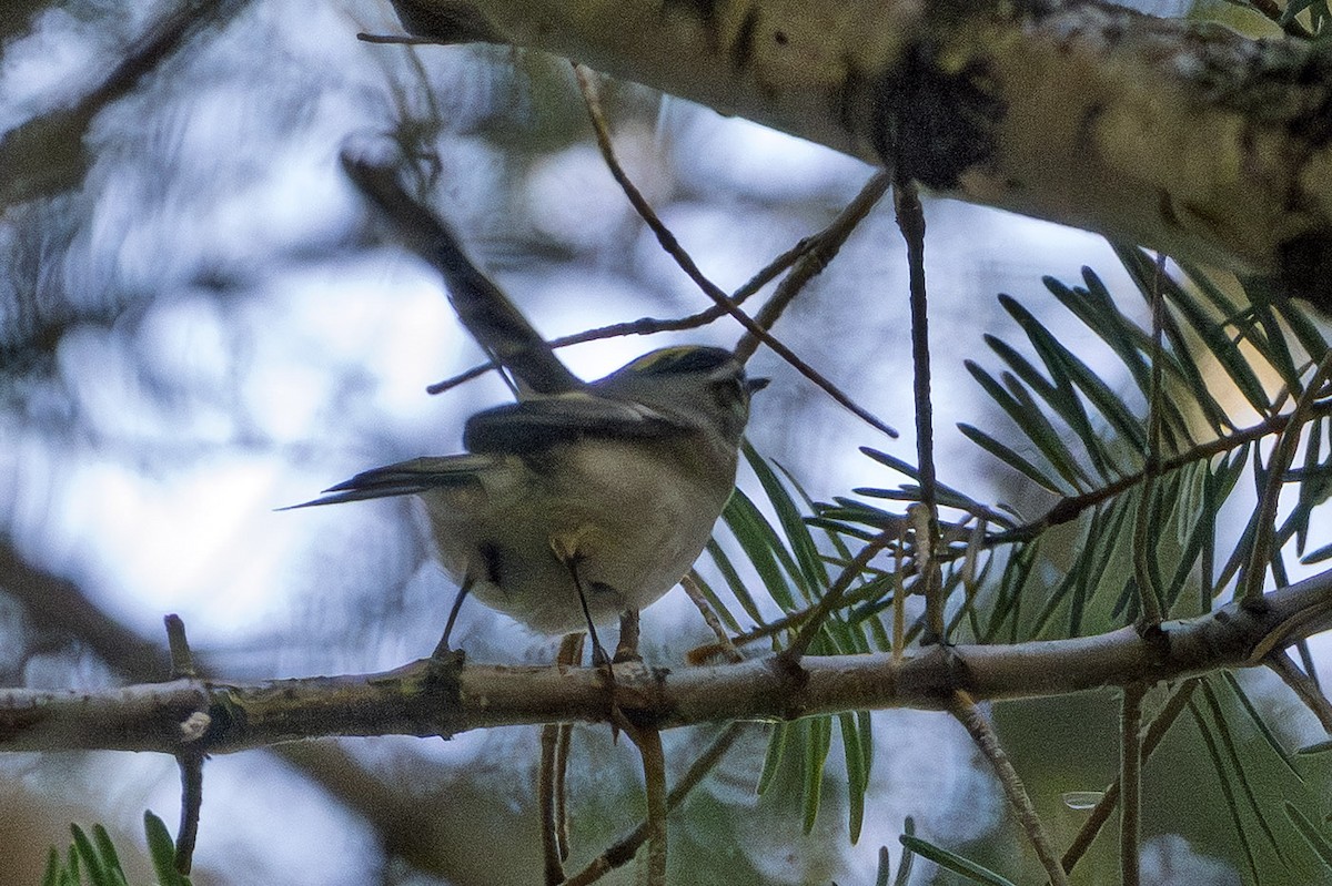 Erregetxo amerikarra - ML646874392