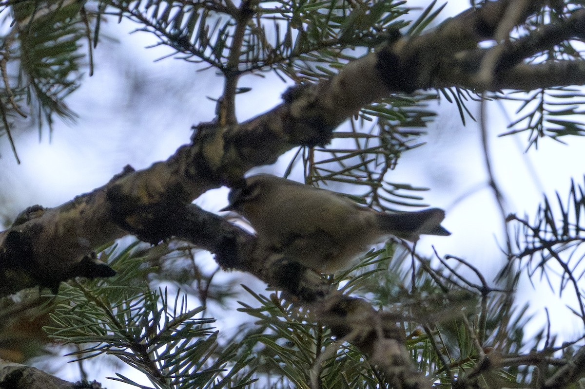 Erregetxo amerikarra - ML646874393