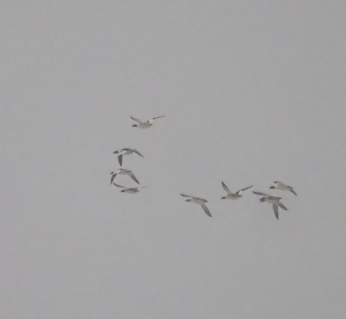 Gänsesäger - ML646874395