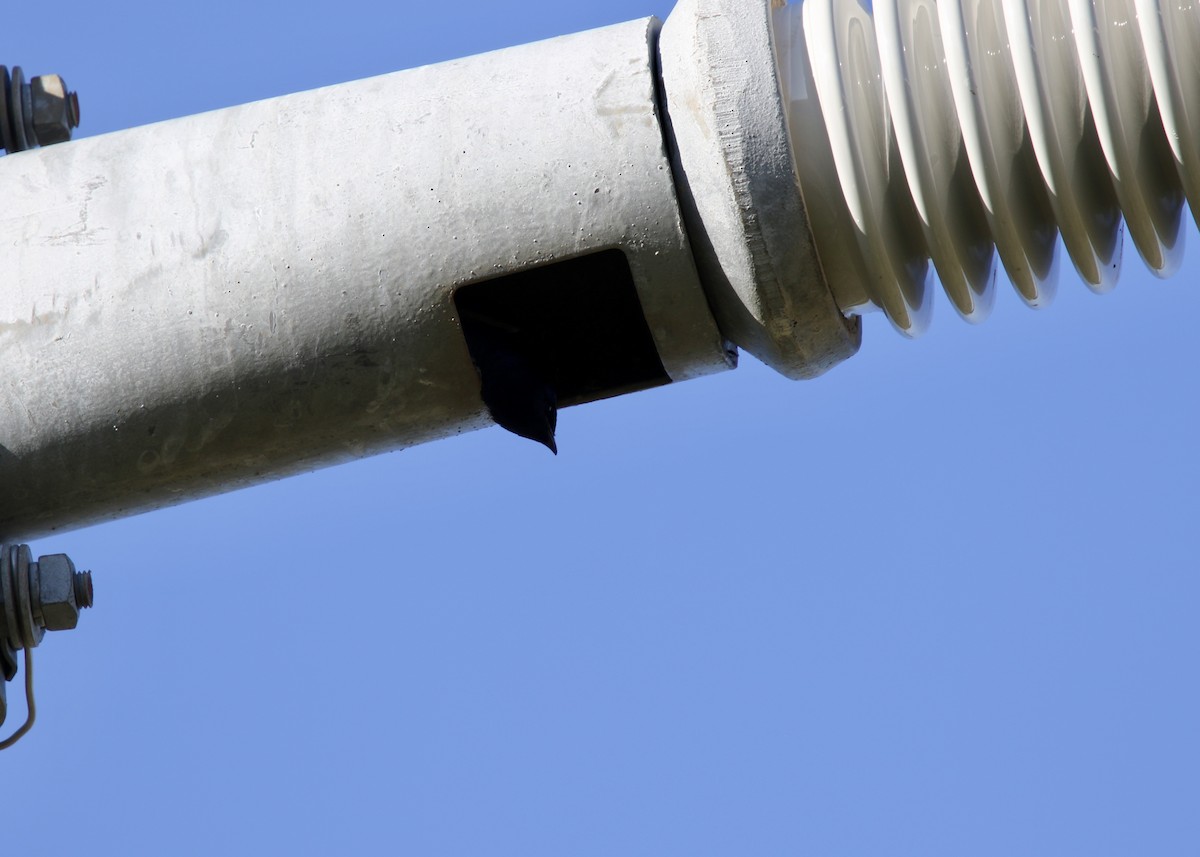 Большая ласточка - ML646874396