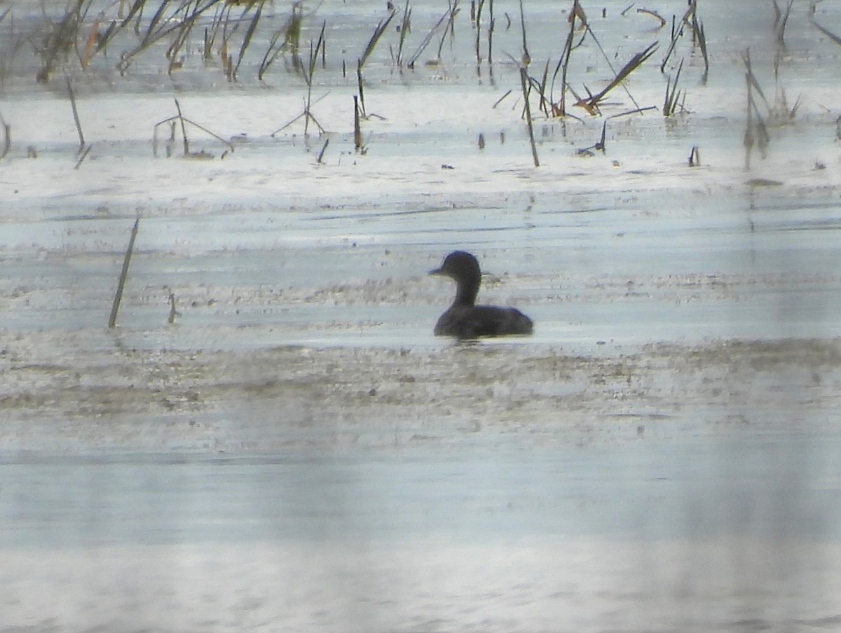 Least Grebe - ML646874399