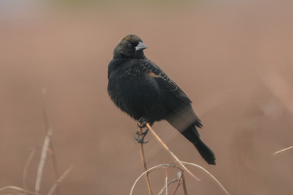 שחרורית אדומת-כנף - ML646874400