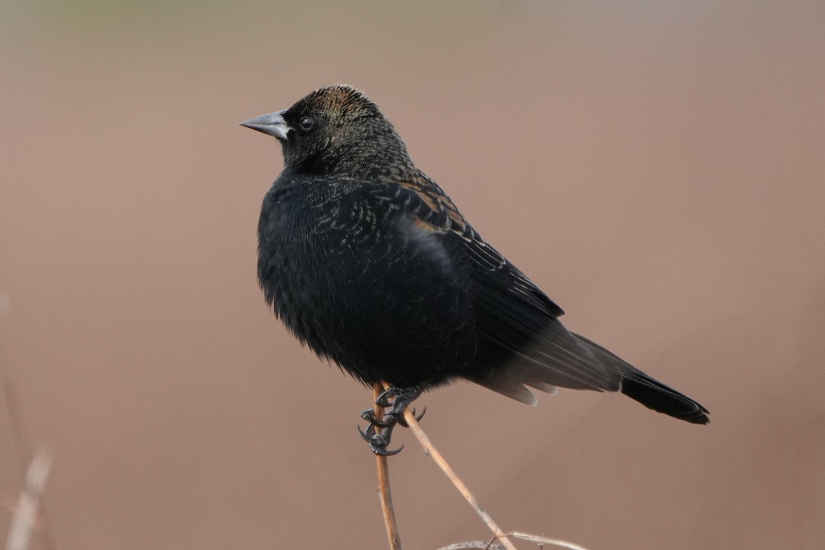 שחרורית אדומת-כנף - ML646874401