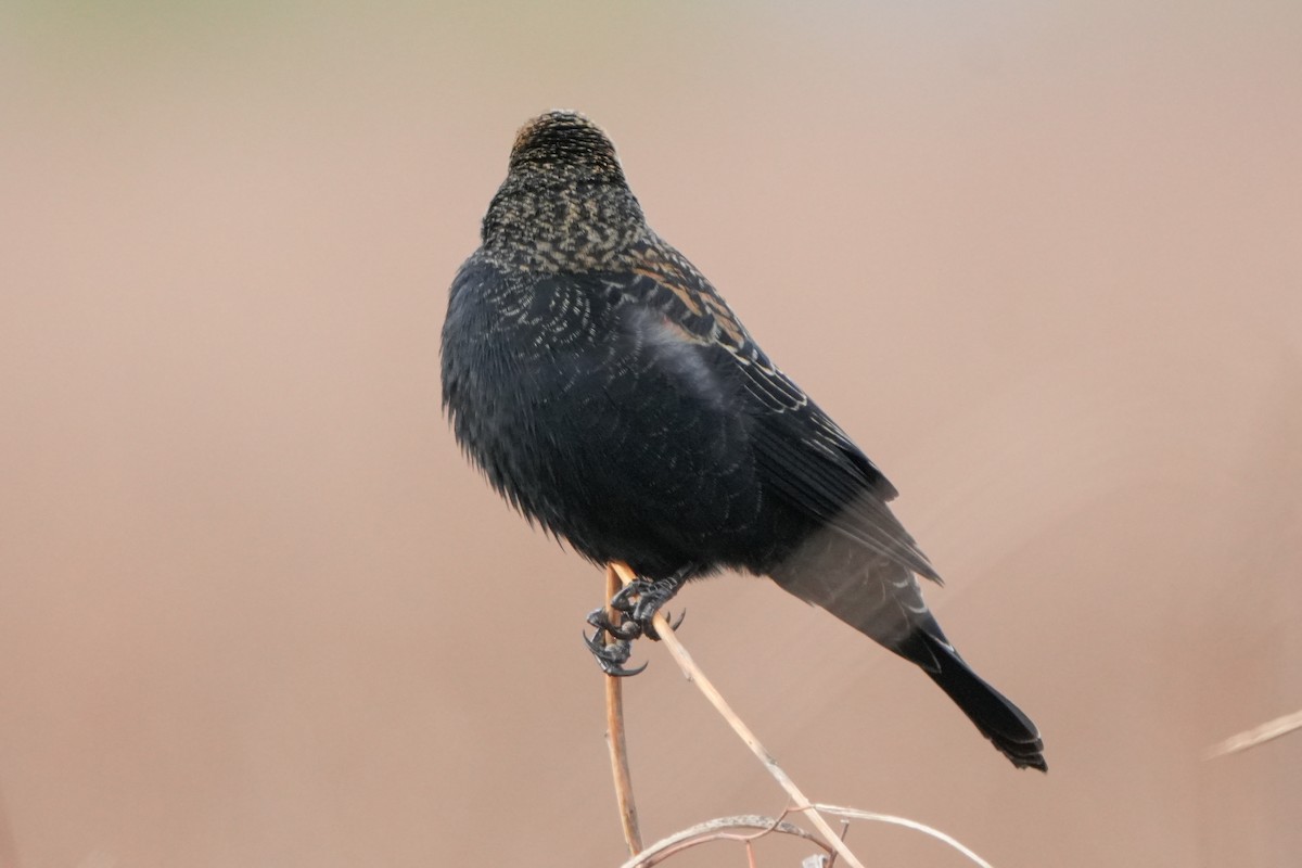 שחרורית אדומת-כנף - ML646874402