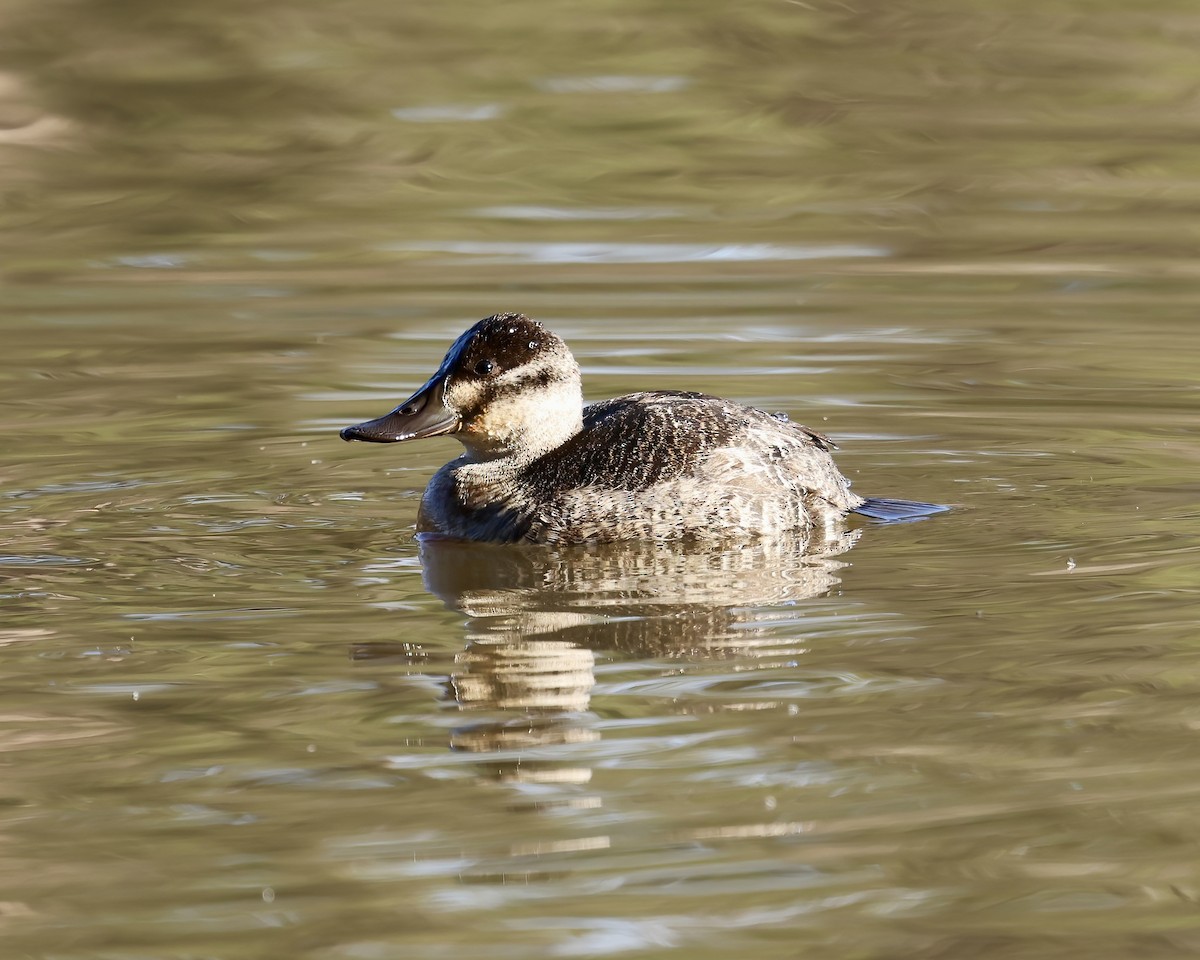 Савка американська - ML646874404