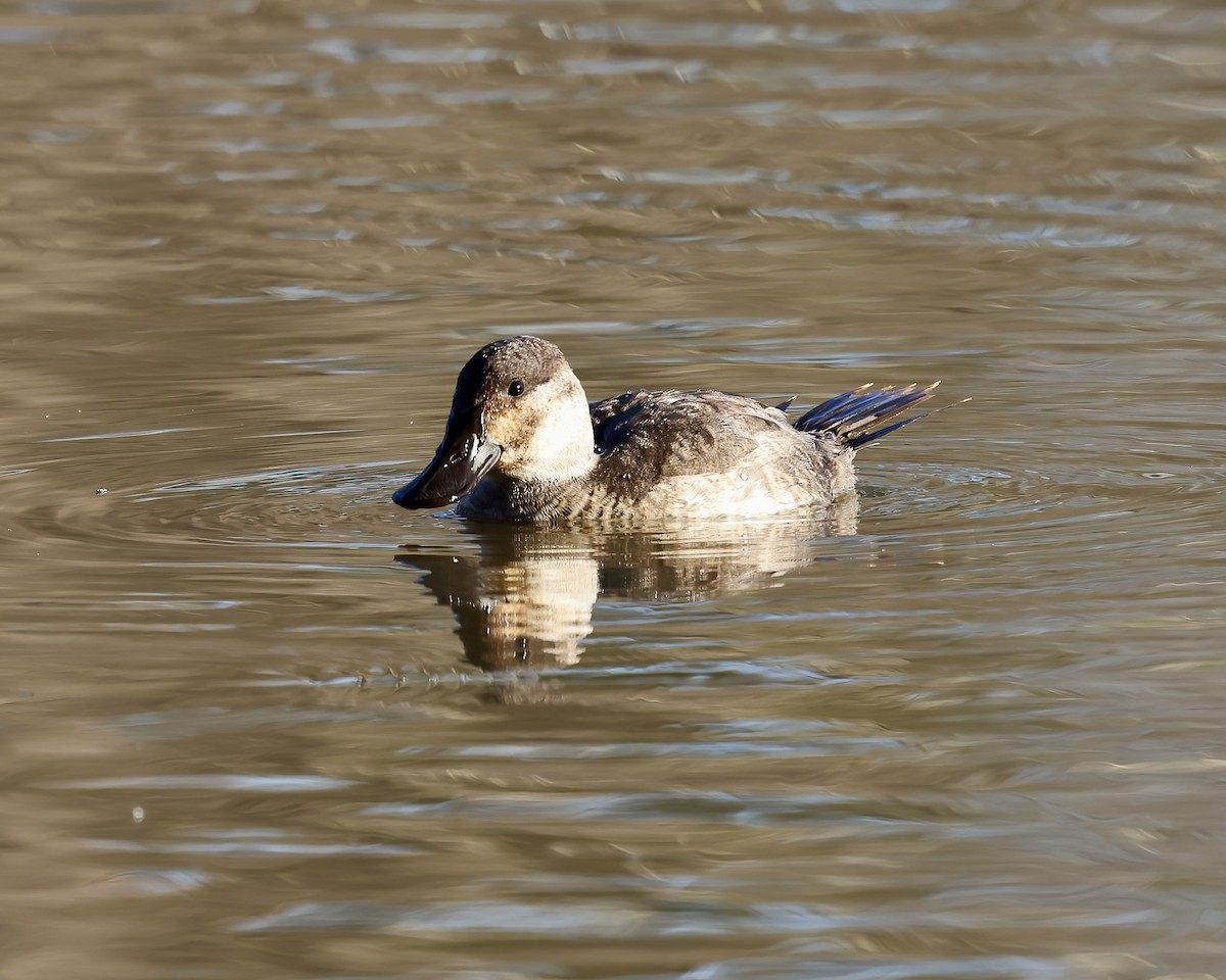 Савка американська - ML646874405