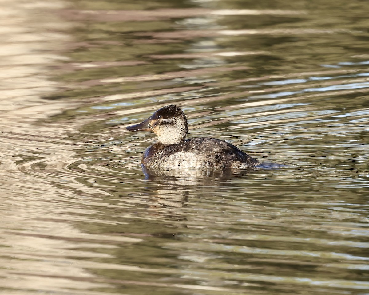 Савка американська - ML646874406